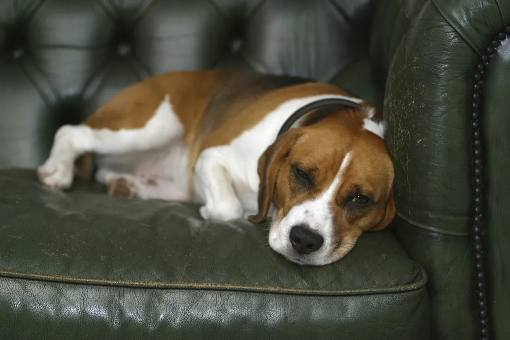 Foxhounds_1
