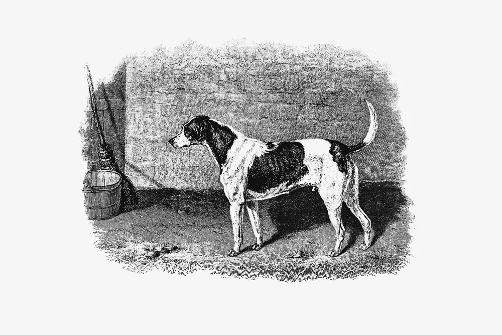 Foxhound