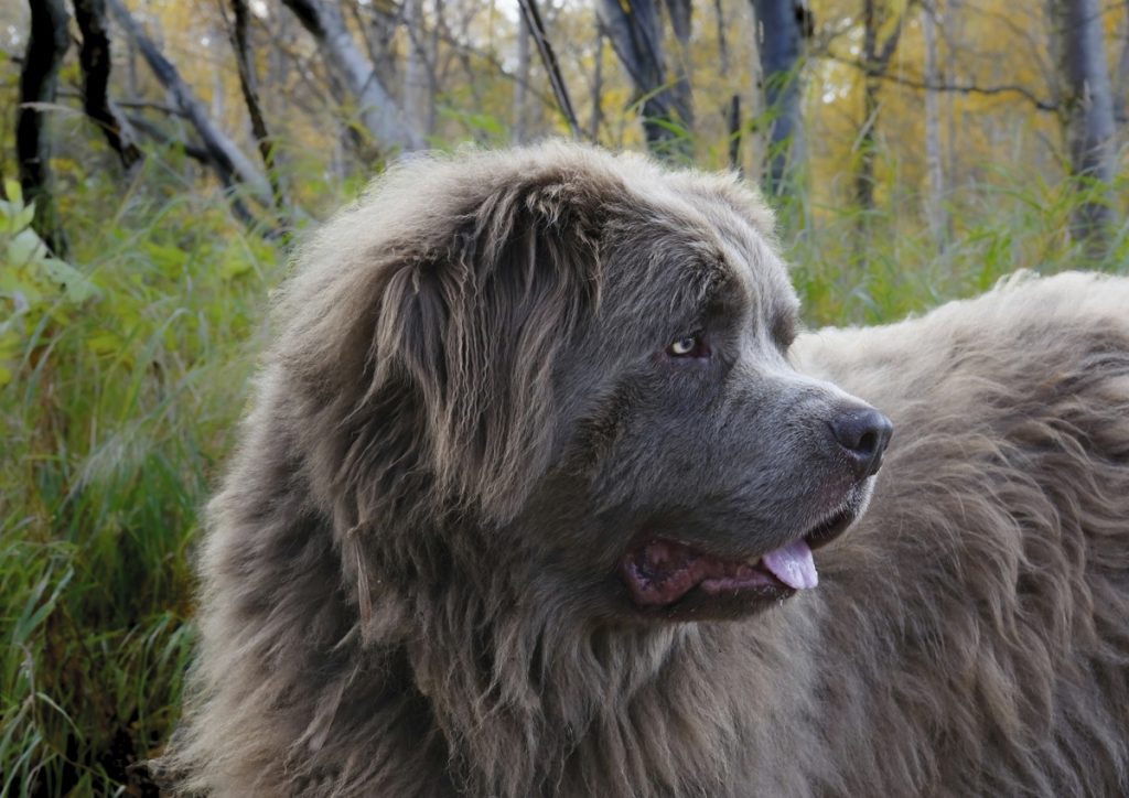 Newfoundland-breed