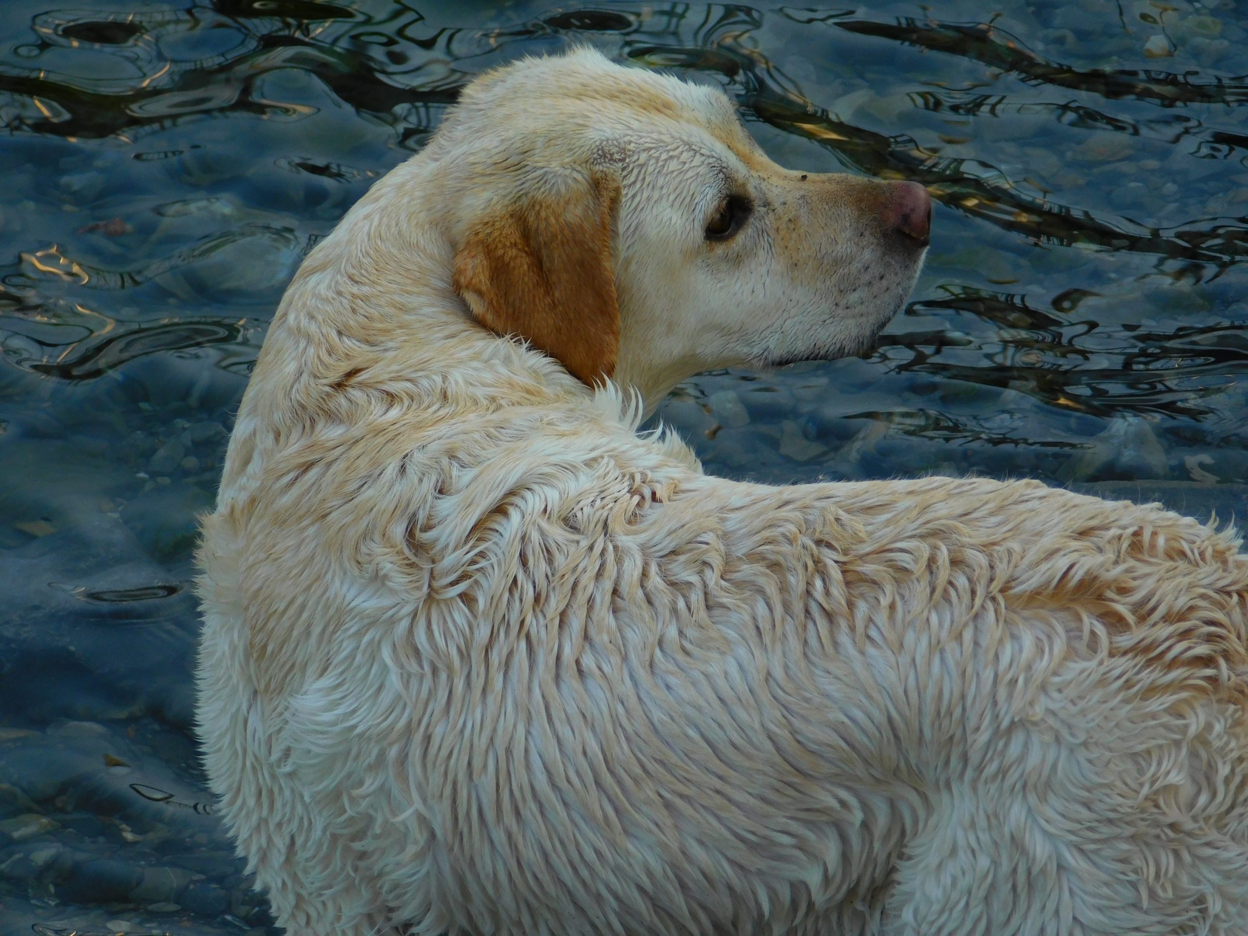 5 Tips to Potty Train a Puppy and 8 Training Methods