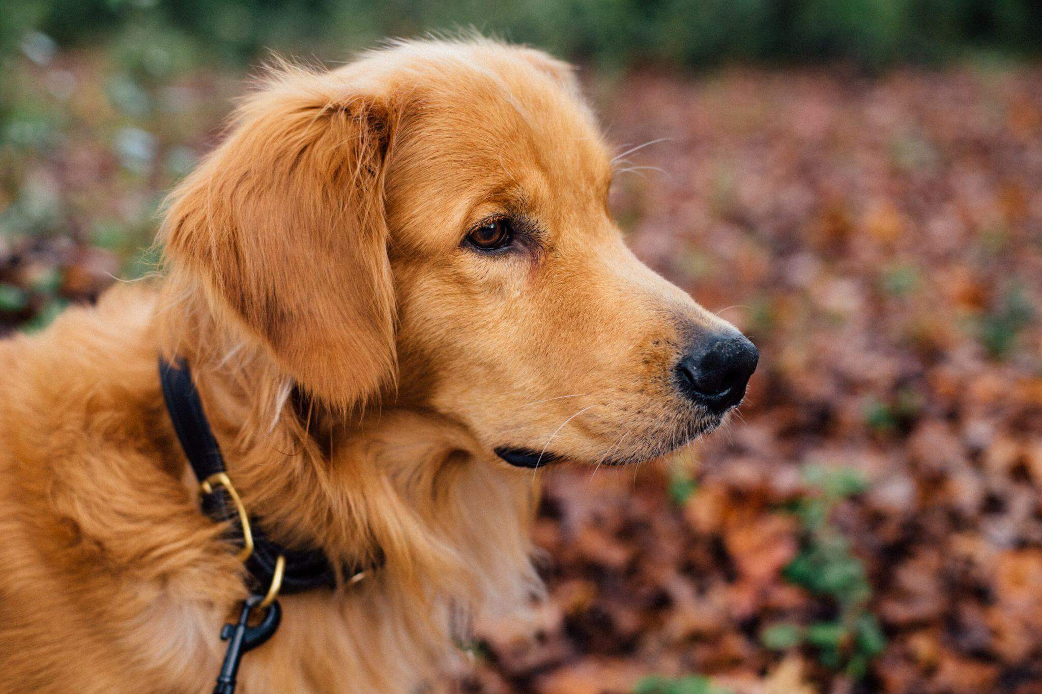 Best puppy food for golden retrievers