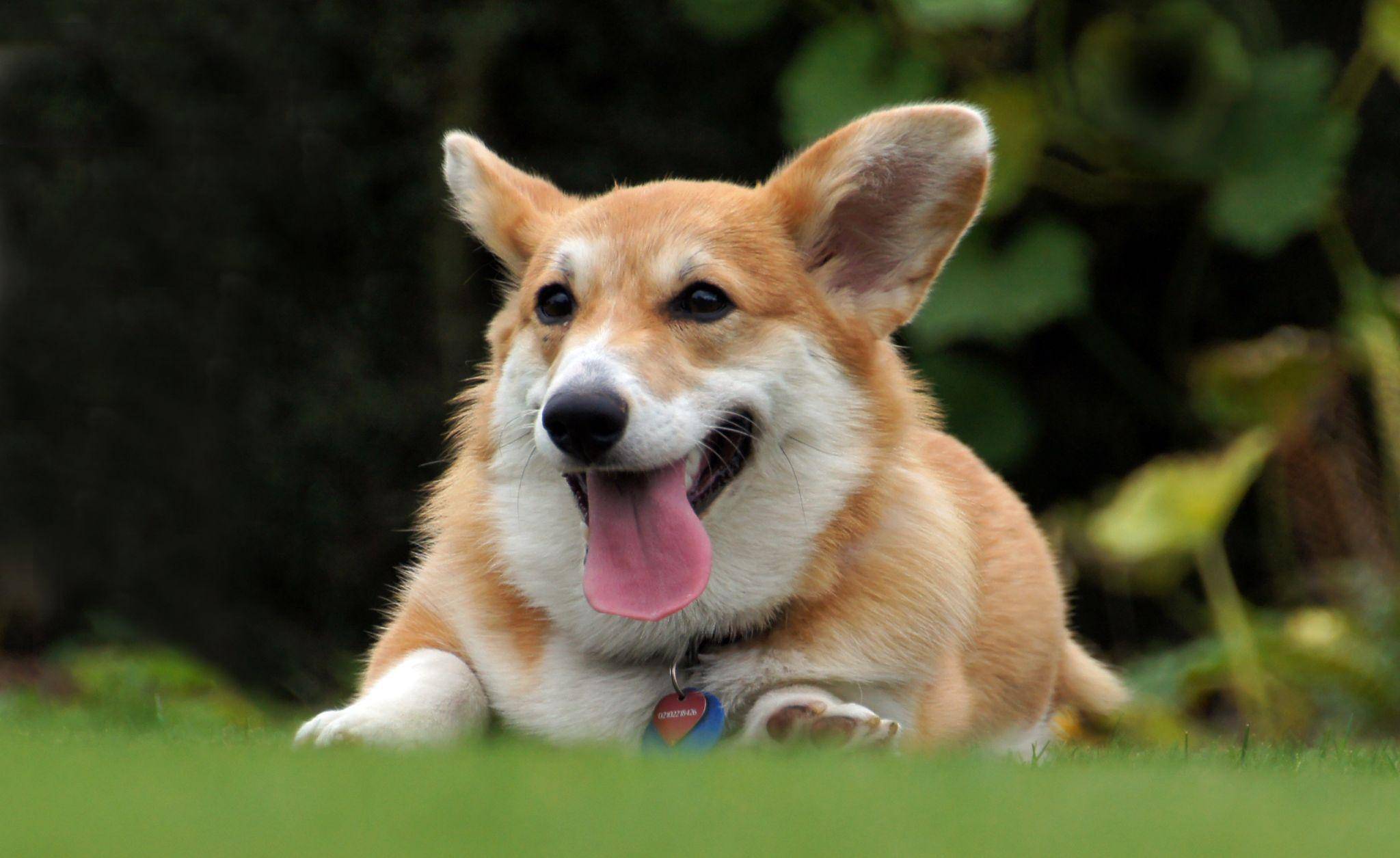 best puppy food for corgis