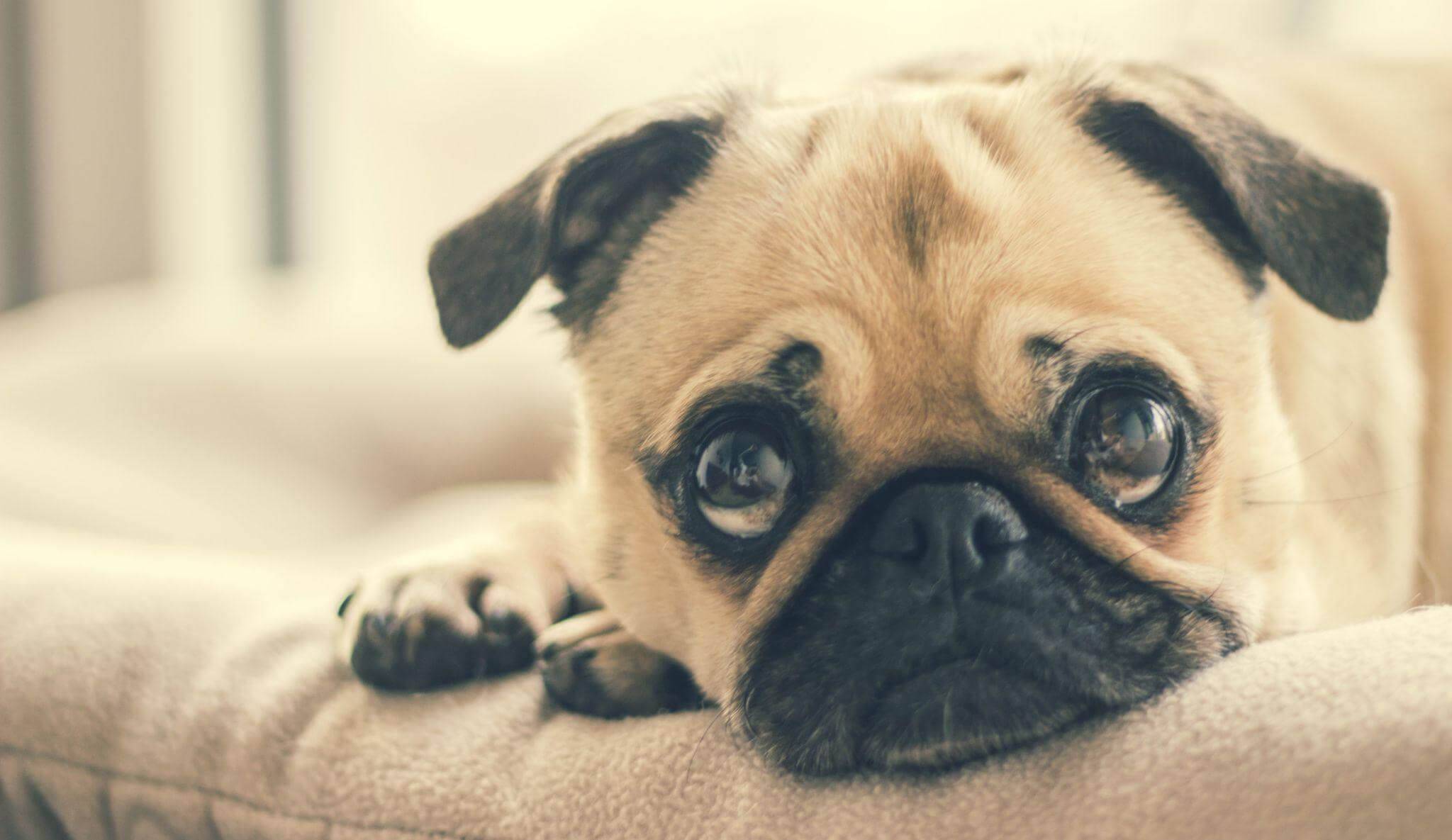 best puppy food for pugs
