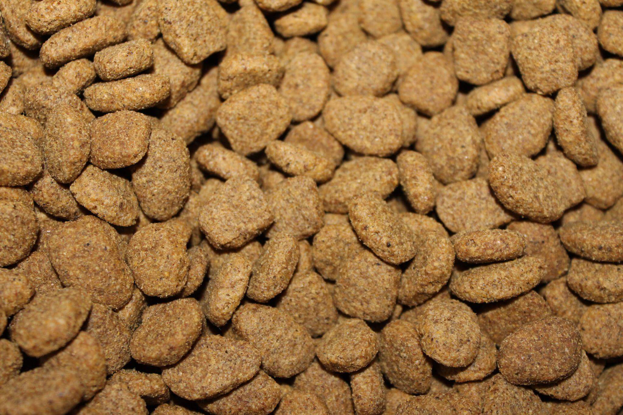 what is the best puppy food