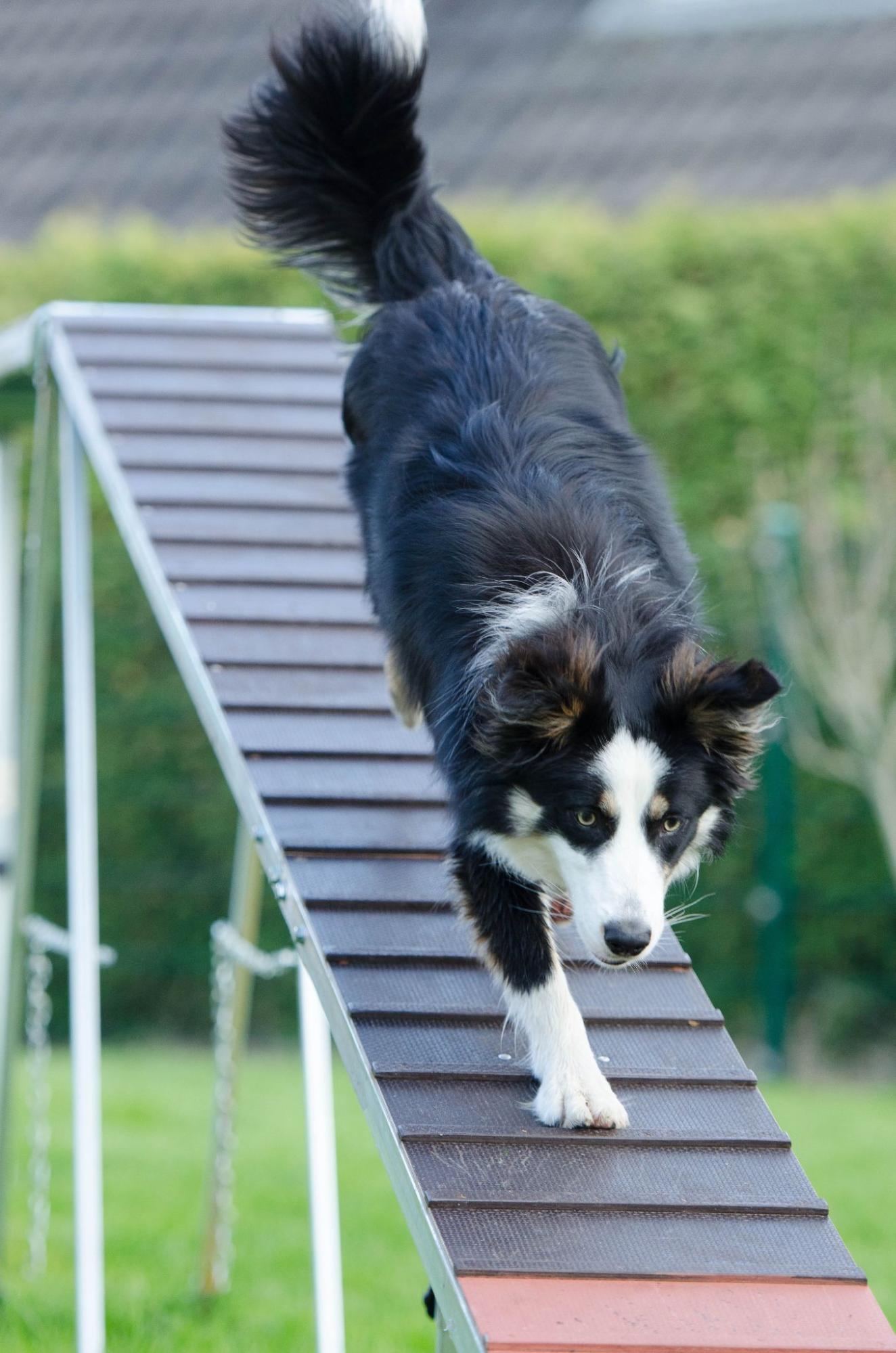 5 Benefits of Dog Agility Ramps