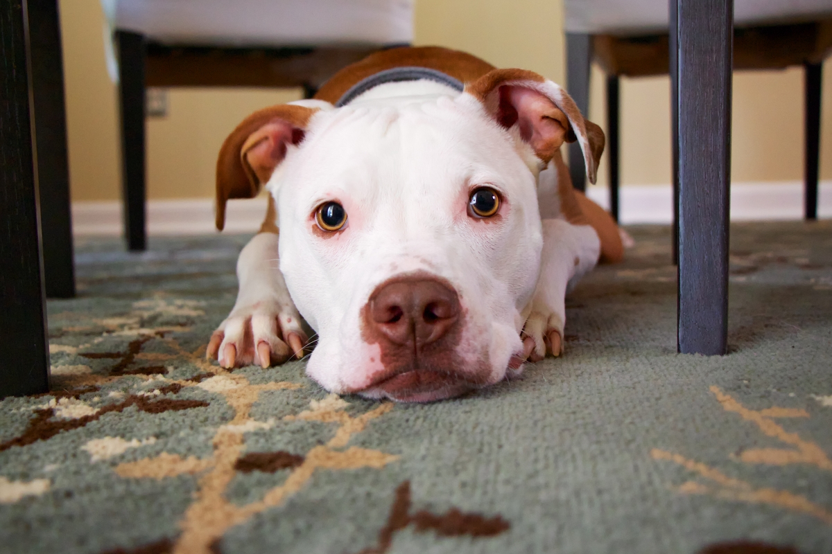 5 DIY Dog Agility Course Ideas for Your Furry Friend
