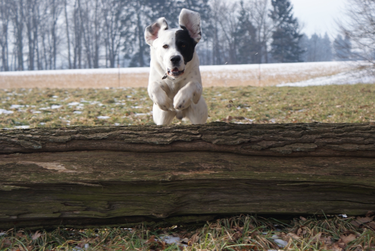 5 Tips and Tricks for Dog Agility Training