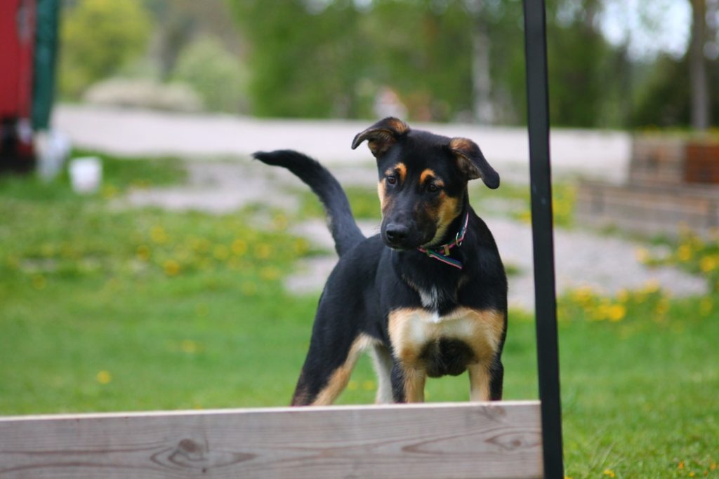 Common Challenges in Dog Agility Training