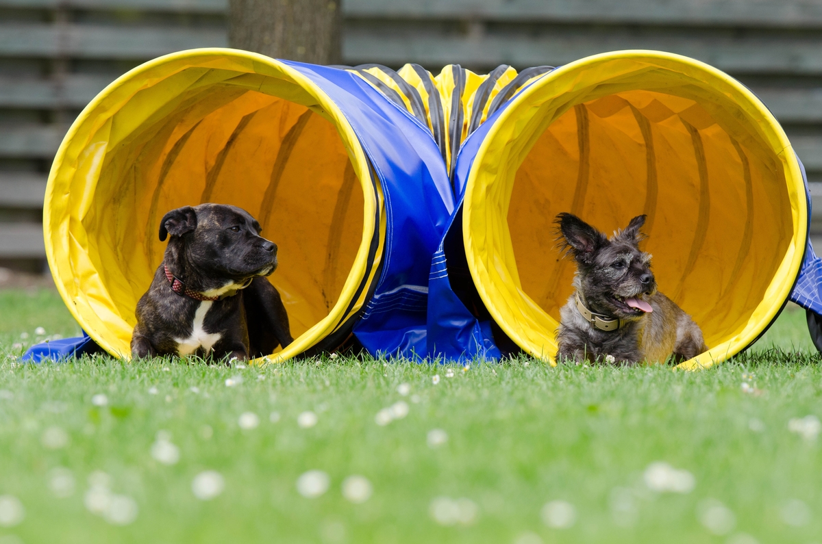 How to Make Agility Equipment for Your Dog