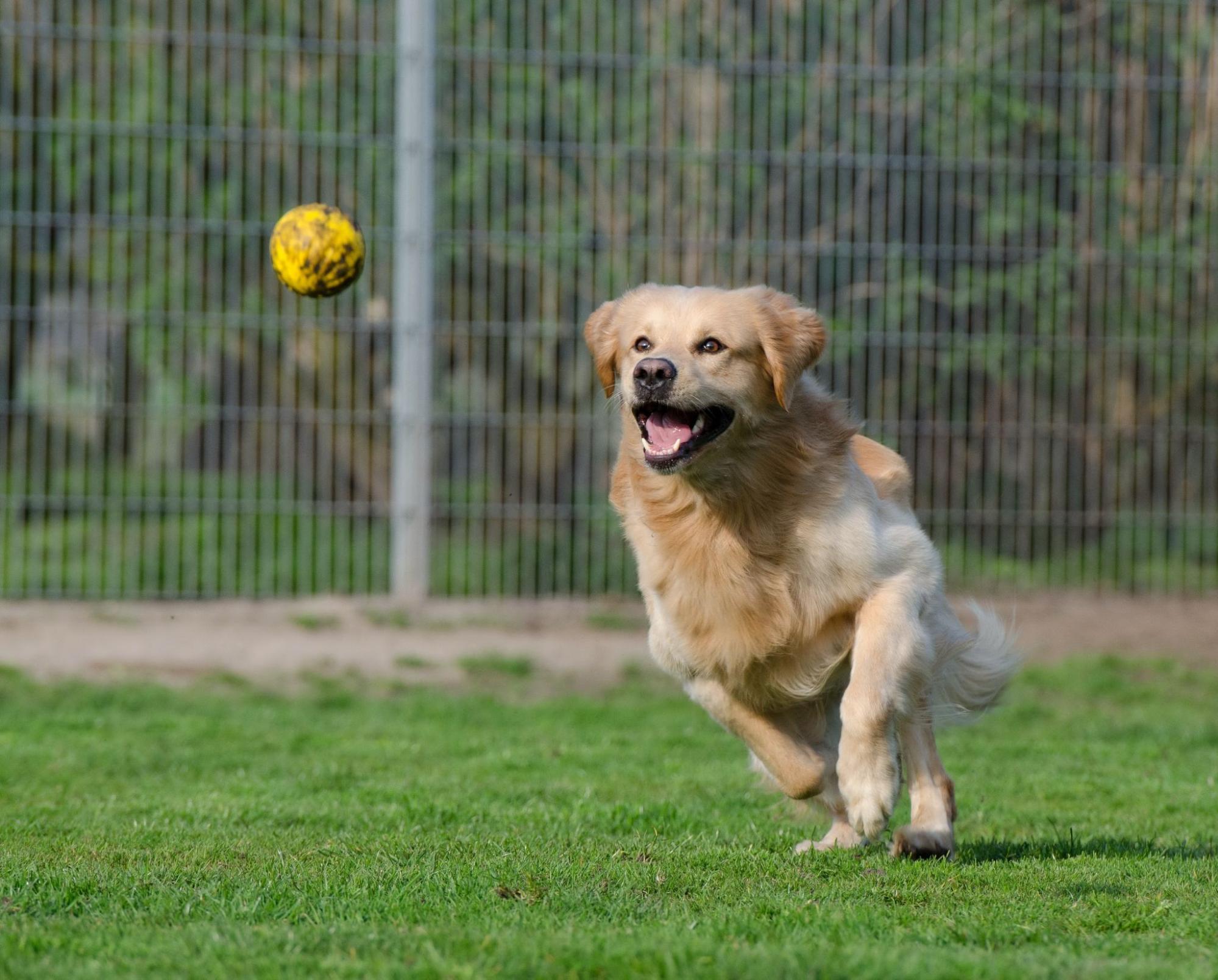 The Complete Guide for Setting Up a Dog Agility Course at Home
