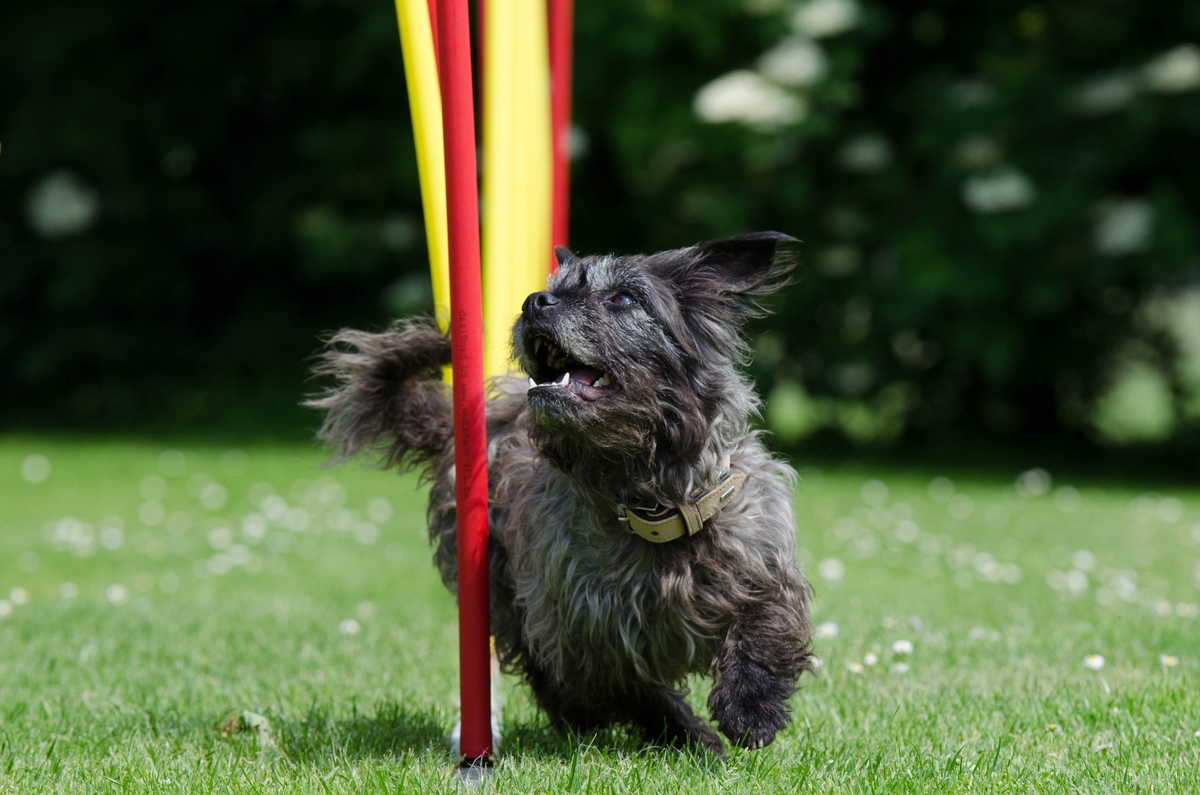 Tips for Buying the Perfect Dog Agility Set for Your Pet